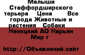 Малыши Стаффордширского терьера  › Цена ­ 1 - Все города Животные и растения » Собаки   . Ненецкий АО,Нарьян-Мар г.